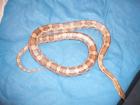 2 Kornnattern Black Albino Ghost zu verkaufen