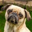 BABY MO - fröhlicher Mops - 5 Jahre - Tierhilfe-Franken e. V.