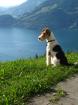 Hundebetreuung im Urlaub 2022 Krefeld NRW