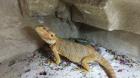 Bartagame Mädels vielleicht auch für Züchter