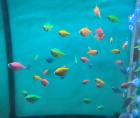 Bunte Zierfische