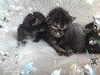 Mit Liebe gezüchtet und bereit für ein neues Zuhause Reinrassige Main Coon Kitten