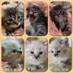 Reinrassige Sibirische und Neva Masquarade Kitten