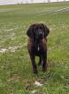 Hannoverscher Schweißhund