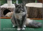 Maine Coon Kastraten suchen liebevolles neues Zuhause
