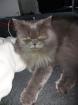 Einjähriger BLH Highlander Kater