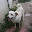 Ameli / Status sucht ein Zuhause