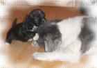 6 Süsse Shih Tzu Welpen abzugeben