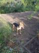 Luna sucht ein neues Zuhause