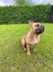 Ace- für erfahrene Hundehalter