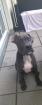 Boxer mix 1jahr sucht neues zuhause nur wer zeit hat melden