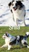 Australian Shepherd Wurfmeldubg Sommer 2024