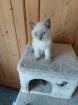 BKH-KITTEN in lilac-point und blau