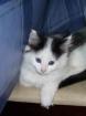 Katzenkinder Norweg. Waldkatze/Main Coon