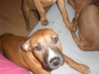 Kira sucht ein neues Zuhause