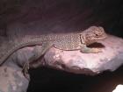 2Jahre altes Halsbandleguan männchen Terrarium und viel Zubehör