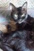 HOPE - europäische Hauskatze - ca. 6 Jahre - Tierhilfe-Franken e. V.