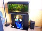 Aquarium 80 x30 cm zu verschenken