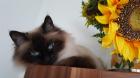Ragdoll-Kitten Bildhübsch suchen ein neues und gutes Zuhause.