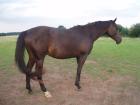 Wunderschöne artige Pferde Trakehner rappen und Quarter-Horse