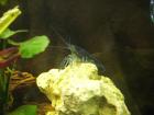 Proc. alleni blauer Floridahummer Weibchen