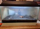 60l Aquarium