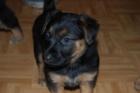 Schäferhund-mischlings-Welpen suchen liebes zu Hause