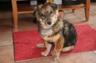 Liebes Hundekind Sammy