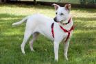 CELINE - Labrador-Mix - 7 Jahre - Tierhilfe-Franken e. V.