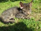 Hilfe Notruf Katerchen PEDRO in Not
