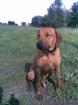 Rhodesian Ridgeback 12 Monate zu verkaufen in Greifswald