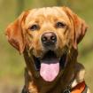 MISTER SAM - freundlicher Labrador - 4 Jahre - Tierhilfe-Franken e. V.