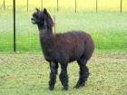 Alpakahengst Bob 6 Jahre