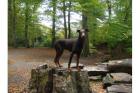 Dobermannrüde braun 11mon kupierte Rute abzugeben