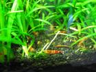Sagittariapflanzen aus Garnelenbecken Stk. nur 0 50