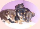 Habe 4 Yorkshire-Chihuahua Mischlingswelpen abzugeben. Es sind 3 Rüden und ein We