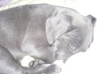 Blue pitbull erst 9 wochen alt