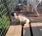 Colette sucht ein passendes Zuhause