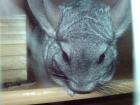 Einsamer Liebenswürdiges Chinchilla männchen abzugeben