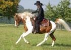 Araber Pinto Deckhengst 93 AV Anteil Fuchsschecke