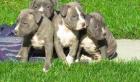 Typvolle SuperSüsse Reinrassige American Welpen Blue-Line Pit Bull Terrier .