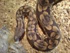 Tausche oder verkaufe 1. 0 Acrantophis dumerili mit Papieren