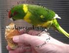 Cyanoramphus novaezelandiae - ZIEGENSITTICH pro Vogel 30 00 EUR