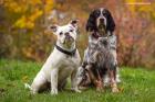 SOSO - französischer-englischer Bulldoggen-Mix - 9 Monate - Tierhilfe-Franken e.