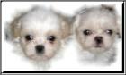 Shih - tzu - welpen
