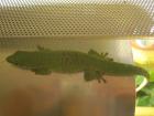 1. 0 Phelsuma Madagascariensis Grandis eigene NZ