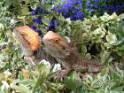 Bartagamenpärchen 4 u. 3 Jhr. auch einzeln mit o. ohne Terrarium