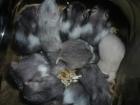 Hamsterbabies aus Hobbyhamsterzucht in München zu verkaufen