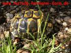 Italienische Landschildkröten Testudo hermanni hermanni Nachzucht 2022