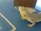 Suche Reptilien Eier möglichst von Bartagamen aber auch von anderen Reptilien